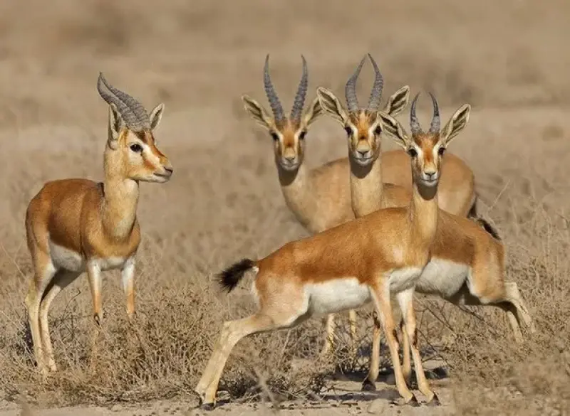 Bakhtegan National Park: Iran's Endangered Wetland Jewel