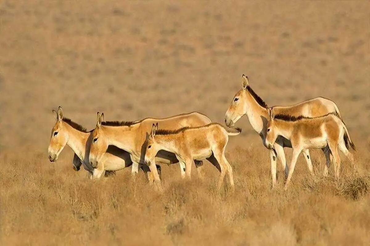 Kavir National Park
