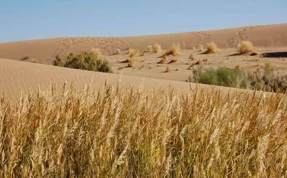 Natural Wonders and Unique Ecosystems of Mesr Desert